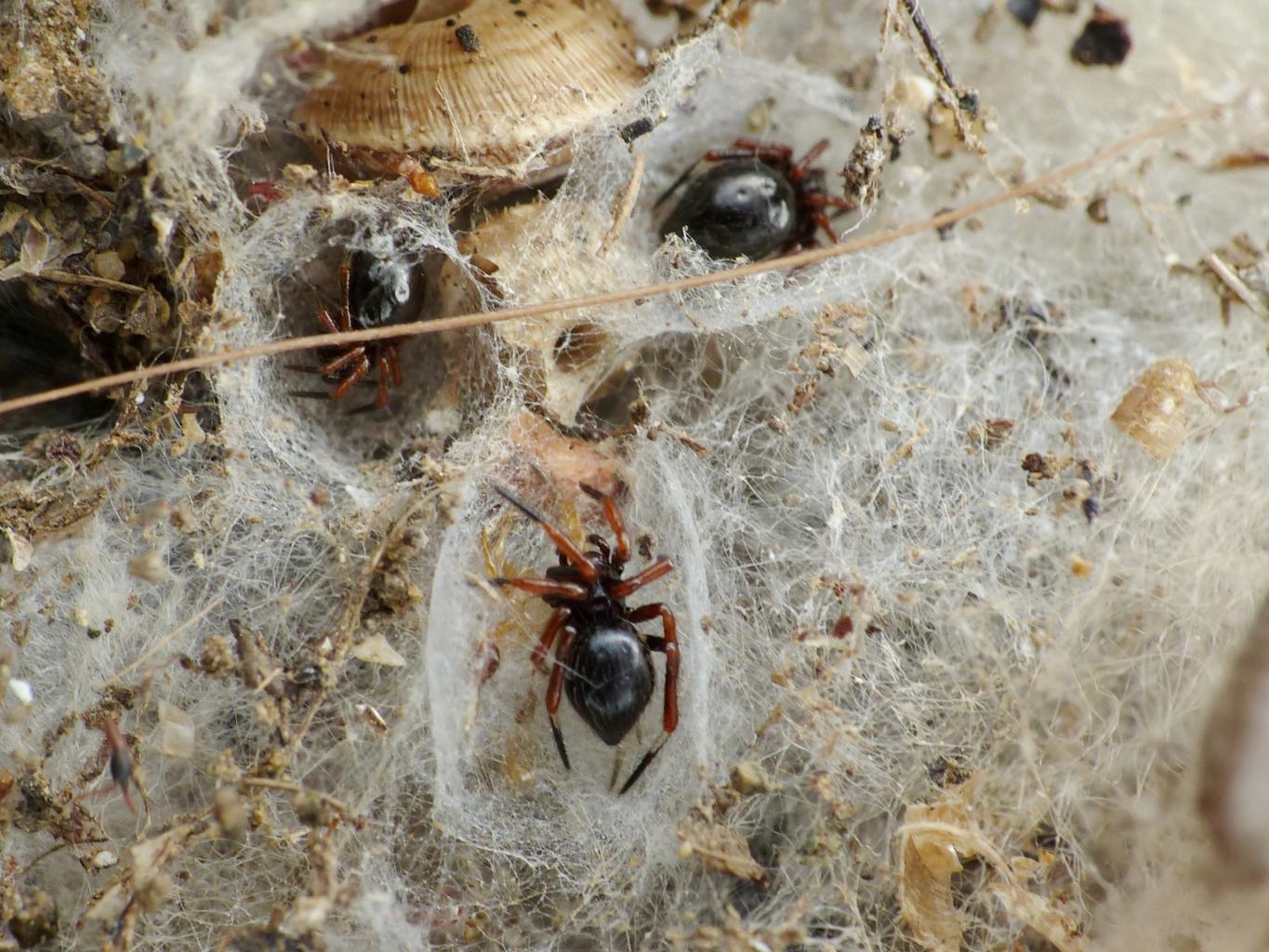 Dormitorio di Euryopis episinoides - Tolfa (RM)